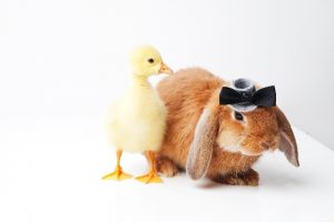 全国宅地建物取引業協会（全宅）と全日本宅地建物取引業協会（全日）との違い！