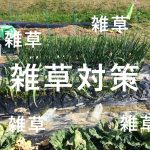 家庭菜園の雑草対策が最高の野菜をつくる一歩!その方法。