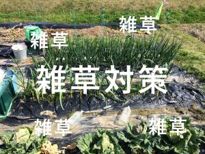 家庭菜園の雑草対策が最高の野菜をつくる一歩！その方法。
