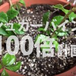 素人にもできた!シュガーバインの増やし方・育て方を写真入りでご紹介。