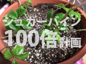 素人にもできた！シュガーバインの増やし方・育て方を写真入りでご紹介。