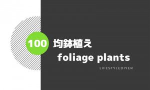100均植木鉢で観葉植物を100倍おしゃれに飾る方法！